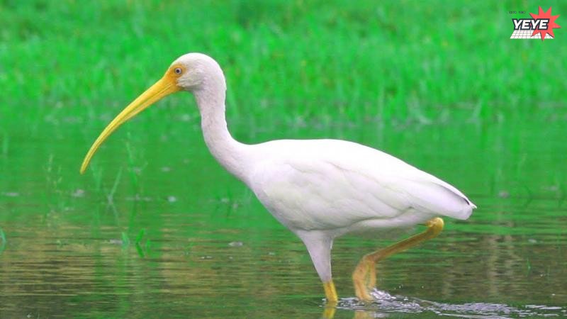 Câu đố cho thuê cung cấp nhóm hài Long Xuyên An Giang hài hước